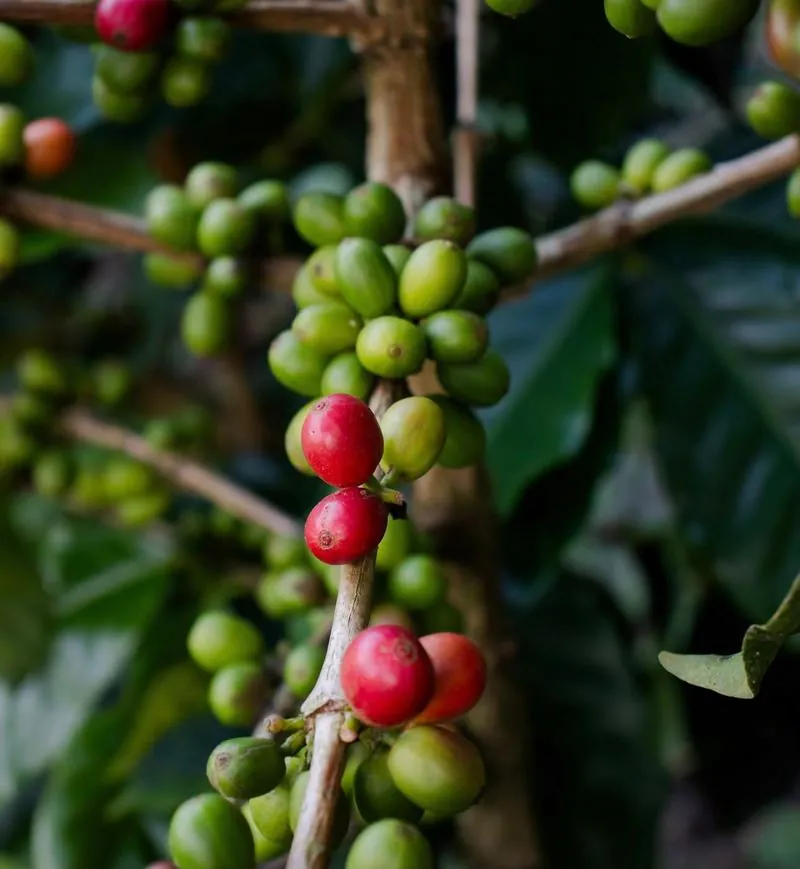 Cerezas de café maduras en la planta